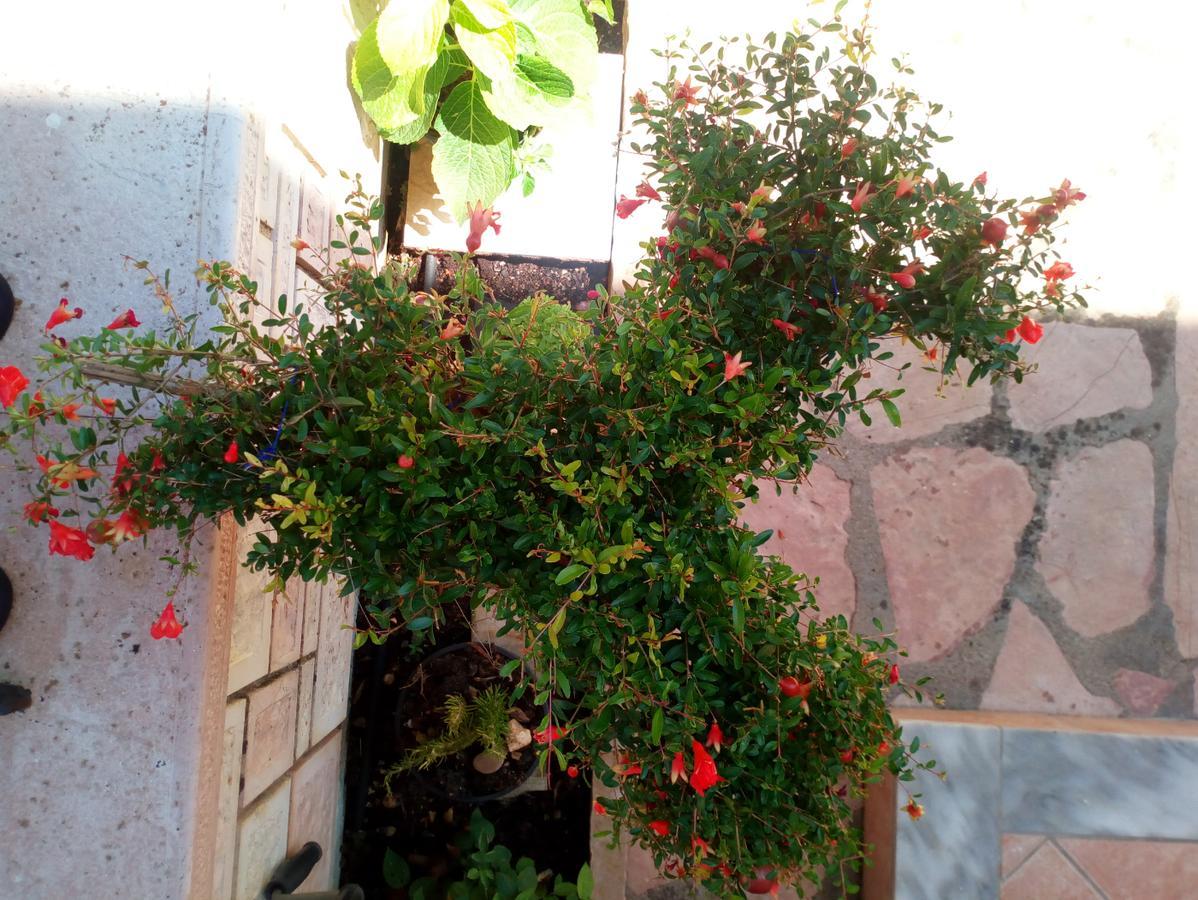 אפרטהוטל סיבוטה Sirius מראה חיצוני תמונה